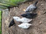 Kippen te koop, Dieren en Toebehoren, Pluimvee, Meerdere dieren, Kip