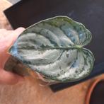 philodendron brandtianum stek nr 36, Huis en Inrichting, Kamerplanten, Ophalen of Verzenden, Overige soorten, Minder dan 100 cm