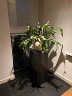 2 Mooie groene kamerplanten (hertshoorn), Ophalen, 100 tot 150 cm, Overige soorten, Halfschaduw