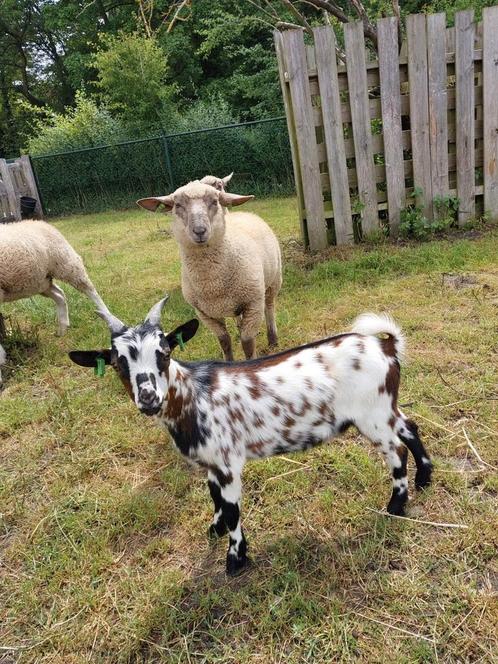 Dwerggeit bokken, Dieren en Toebehoren, Schapen, Geiten en Varkens, Geit, Mannelijk