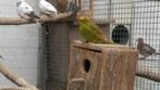 bonte diamantduifjes,senegalduifjes, Dieren en Toebehoren, Vogels | Duiven, Meerdere dieren, Overige soorten
