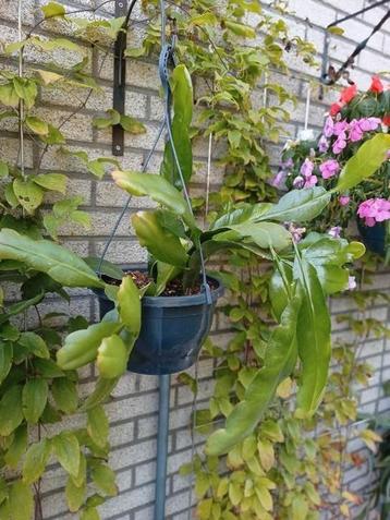 Ephifhylum. beschikbaar voor biedingen