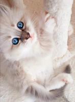 September adopteren Siberische Neva Masquerade hypoallergeen, Meerdere dieren, Langharig, 0 tot 2 jaar