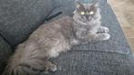 Kat, Dieren en Toebehoren, Katten en Kittens | Raskatten | Korthaar, Kater