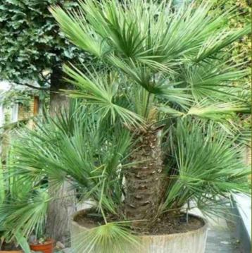 Grote palm chamaerops humulis 180-200 cm  stam 60cm beschikbaar voor biedingen