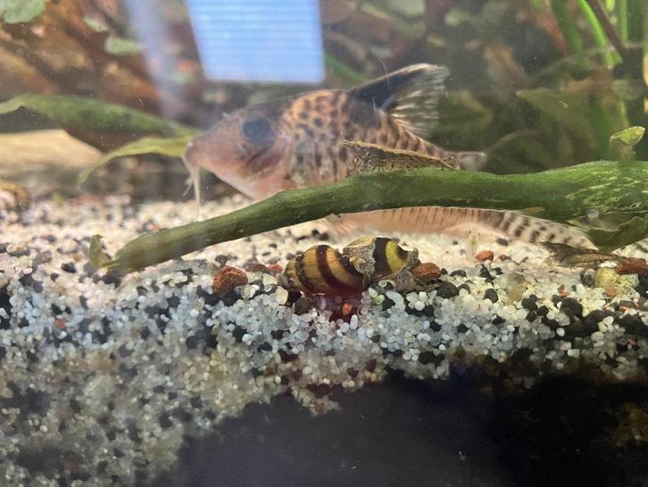 Anatome Helena slaketende slak, Dieren en Toebehoren, Vissen | Aquariumvissen, Zoetwatervis, Slak of Weekdier