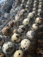 Japanse (kwartel) eieren, Dieren en Toebehoren, Pluimvee, Overige soorten