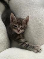 Kitten te koop 6 weken oud, Dieren en Toebehoren, Poes