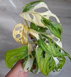Monstera adansonii Archipelago wetsticks geworteld, Huis en Inrichting, Kamerplanten, Ophalen of Verzenden, Overige soorten, Minder dan 100 cm