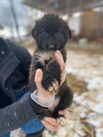 Lieve pup Nova zoekt een huisje, Dieren en Toebehoren, Particulier, 8 tot 15 weken, Buitenland, Teef