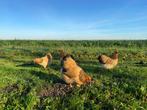 Jonge wyandotte kriel kippen Buff Columbia gesekst + ingeënt, Dieren en Toebehoren, Pluimvee, Vrouwelijk, Kip