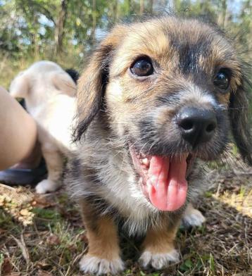  SPEELSE MENSGERICHTE PUPS ZOEKEN THUIS, Teefjes en Reutjes beschikbaar voor biedingen