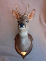 Opgezette hertenkop op eiken wandbord, Ophalen of Verzenden, Gebruikt, Opgezet dier
