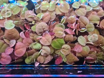 Phyllanthus Fluitans beschikbaar voor biedingen