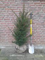 Taxus baccata (haagtaxus), Ophalen, Taxus, Haag, 100 tot 250 cm