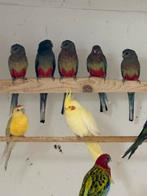 Koppel Veelkleuren parkieten, Dieren en Toebehoren, Vogels | Parkieten en Papegaaien, Meerdere dieren, Parkiet, Geringd