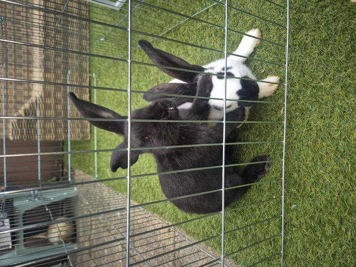 Zwarte lotharinger, Dieren en Toebehoren, Schapen, Geiten en Varkens, Geit, Vrouwelijk