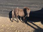 Veulen hengst, Dieren en Toebehoren, Gechipt, Niet van toepassing, 0 tot 2 jaar, Hengst