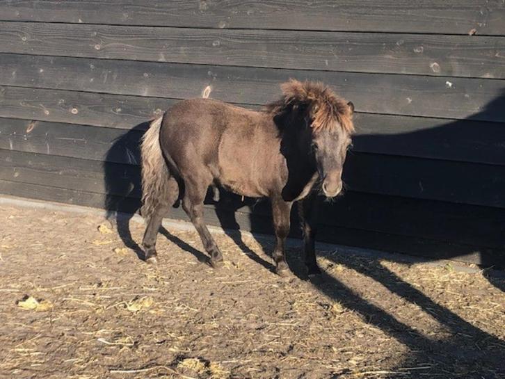 Veulen hengst, Dieren en Toebehoren, Pony's, Hengst, Niet van toepassing, A pony (tot 1.17m), Recreatiepony, 0 tot 2 jaar, Gechipt
