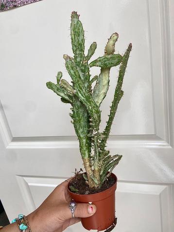Cactus Opuntia monacantha variegata beschikbaar voor biedingen