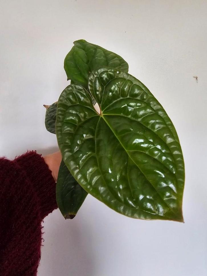 Anthurium Hybride 'Silver' - Zonder ID, Huis en Inrichting, Kamerplanten, Halfschaduw, Ophalen of Verzenden