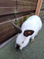 California konijnen, Dieren en Toebehoren, Konijnen, Mannelijk