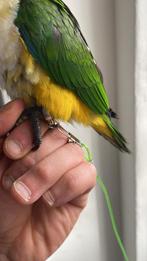 Roestop caique, Dieren en Toebehoren, Geslacht onbekend, Papegaai