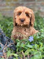 Australian Labradoodle pups, CDV (hondenziekte), Meerdere, 8 tot 15 weken, Meerdere dieren