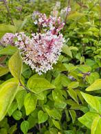 Syringa meyeri 'Palibin' 40-50, Overige soorten, Ophalen, Volle zon