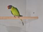 Pruimkop pruimekop lutino opaline, Dieren en Toebehoren, Mannelijk, Parkiet, Geringd