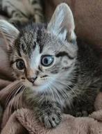 Lieve Bengaalse Kittens, Dieren en Toebehoren, Katten en Kittens | Raskatten | Korthaar, Poes, Ontwormd, 0 tot 2 jaar