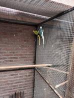 Koppel opalinebleekstaart, Dieren en Toebehoren, Meerdere dieren, Parkiet