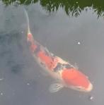 Tekoop Japanse koi Sanke, Dieren en Toebehoren, Vissen | Vijvervissen, Karper of Koi