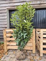 Prunus Genolia haagplanten 150-175 cm, Ophalen of Verzenden, Laurier, Haag, 100 tot 250 cm