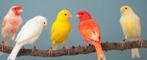 Gezocht: kanaries, Dieren en Toebehoren, Vogels | Kanaries, Meerdere dieren