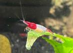 Maandaanbieding: Rilli's rood garnalen, Kreeft, Krab of Garnaal, Zoetwatervis
