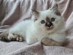 Heilige Birmaan kitten met stamboom, Dieren en Toebehoren, Katten en Kittens | Raskatten | Langhaar, Meerdere dieren, Gechipt