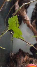 Wandelende takken, Dieren en Toebehoren, Wandelende tak