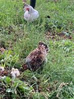kuikens + kip wyandotte kippen kuiken kriel zwart wit hen, Dieren en Toebehoren, Pluimvee, Meerdere dieren, Kip