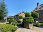 Bomen-Planten, Tuin en Terras, Planten | Bomen, In pot, Zomer, Overige soorten, Volle zon