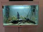Mooi Aquarium, Dieren en Toebehoren, Ophalen of Verzenden, Zo goed als nieuw, Gevuld zoetwateraquarium
