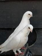 Witte figurita doffer, Dieren en Toebehoren, Vogels | Duiven, Mannelijk, Overige soorten