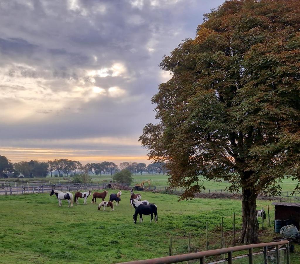 Paardenstalling in Waverveen (2 PLEKKEN BESCHIKBAAR), Dieren en Toebehoren, Weidegang, 2 of 3 paarden of pony's