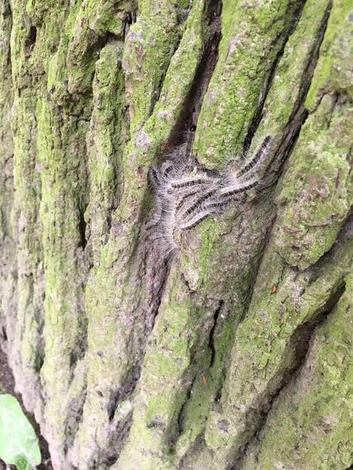 Preventief spuiten tegen de eikenprocessierups  en buxusmot, Dieren en Toebehoren, Reptielen en Amfibieën | Toebehoren, Zo goed als nieuw