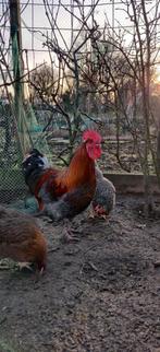 Broedeieren met als vader een marans haan., Dieren en Toebehoren, Pluimvee, Kip, Geslacht onbekend