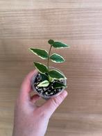 Hoya bella anneke buis 2, Huis en Inrichting, Ophalen of Verzenden, Overige soorten, Minder dan 100 cm