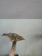 Japanse nachtegalen split x mutatie 2025 correct geringd, Dieren en Toebehoren, Vogels | Overige Vogels, Meerdere dieren, Tropenvogel
