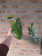 Philodendron bipennifolium Violin varigata kopstek, Huis en Inrichting, Ophalen of Verzenden, Halfschaduw, Minder dan 100 cm