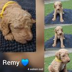 Poedel pups, Dieren en Toebehoren, Honden | Retrievers, Spaniëls en Waterhonden, Overige rassen, 8 tot 15 weken, Meerdere, Meerdere dieren