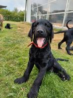 Labradoodle pups te koop nog 1 beschikbaar, Rabiës (hondsdolheid), Reu, 8 tot 15 weken, Meerdere
